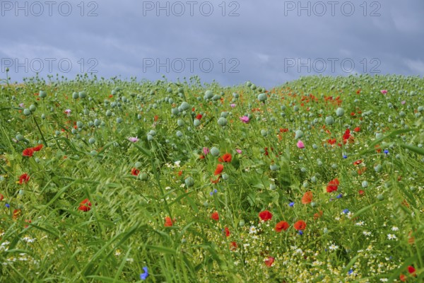Meadow with red poppies, poppy capsules and other wildflowers under a cloudy sky, summer, Germerode, Geo nature park Park Frau-Holle-Land, Hoher Meissner, Hesse, Germany