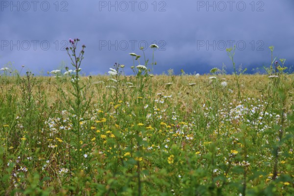 Meadow with various wildflowers and grasses under a cloudy sky, summer, Germerode, Geo nature park Park Frau-Holle-Land, Hoher Meissner, Hesse, Germany