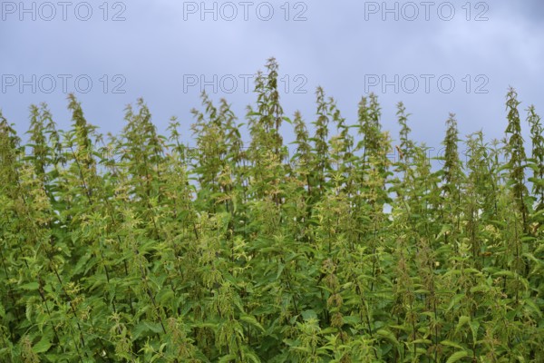 Tall nettles (Urtica), under a cloudy sky in a meadow, summer, Germerode, Geo nature park Park Frau-Holle-Land, Hoher Meissner, Hesse, Germany