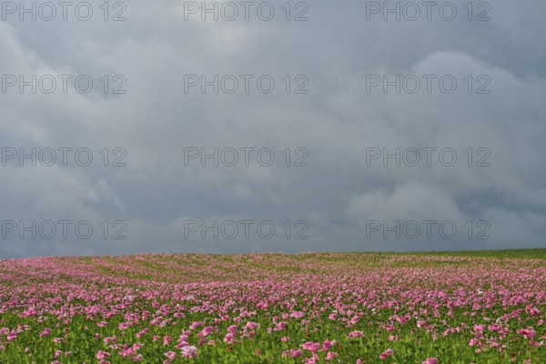 Opium poppy (Papaver somniferum), cloudy sky, summer, Germerode, Geo nature park Park Frau-Holle-Land, Hoher Meissner, Hesse, Germany