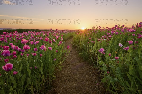 Opium poppy (Papaver somniferum), field of poppy capsules through which a narrow path leads, at sunrise, summer, Germerode, Geo nature park Park Frau-Holle-Land, Hoher Meissner, Hesse, Germany