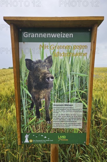 Sign with illustration of a wild boar in a grain field, explaining green wheat, summer, Germerode, Geo nature park Park Frau-Holle-Land, Hoher Meissner, Hesse, Germany