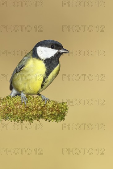 Great tit (Parus major), sitting on moss-covered dead wood, Wilnsdorf, North Rhine-Westphalia, Germany