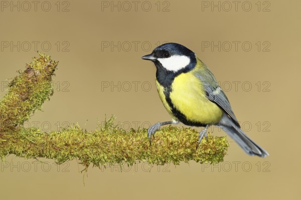 Great tit (Parus major), sitting on moss-covered dead wood, Wilnsdorf, North Rhine-Westphalia, Germany