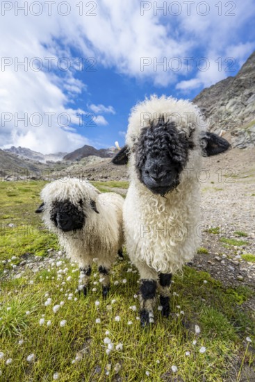 Two Valais Blacknose sheep (Ovis gmelini aries), high alpine mountain valley, Obere Senner Egete, Stubai Alps, near Ridnaun, South Tyrol, Italy