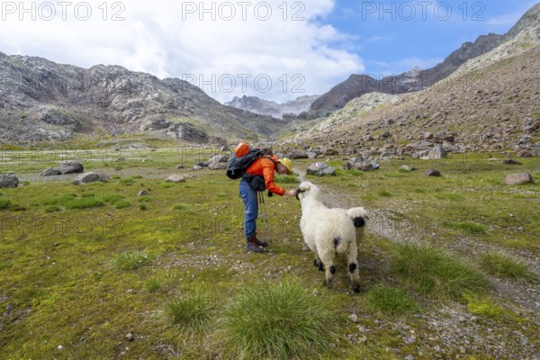 Mountaineer stroking a Valais Blacknose sheep (Ovis gmelini aries), high alpine mountain valley, Obere Senner Egete, Seven Lakes Hike, Stubai Alps, near Ridnaun, South Tyrol, Italy