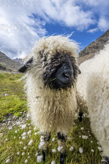 Valais Blacknose sheep (Ovis gmelini aries), high alpine mountain valley, Obere Senner Egete, Stubai Alps, near Ridnaun, South Tyrol, Italy