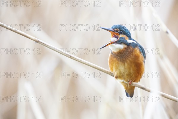 Kingfisher (Alcedo atthis) Germany
