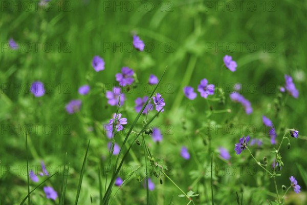 Meadow in spring, Germany