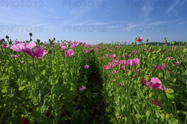 Opium poppy (Papaver somniferum), field full of pink blooming poppies with a narrow footpath, summer, Germerode, Geo nature park Park Frau-Holle-Land, Hoher Meissner, Hesse, Germany