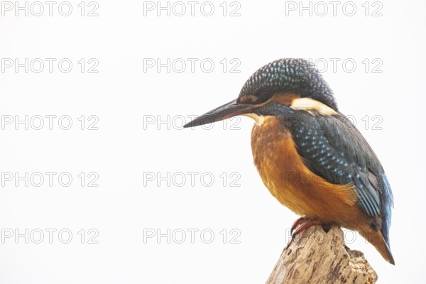 Kingfisher (Alcedo atthis) Germany