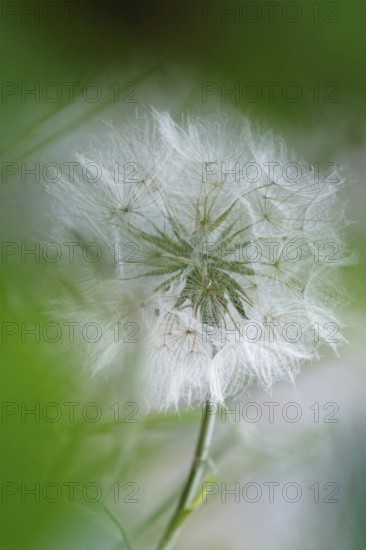 Meadow hickory (Tragopogon pratensis) in a meadow in summer, Germany