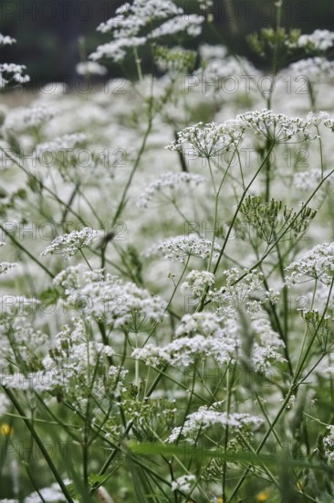Meadow chervil (Anthriscus sylvestris), May, Germany