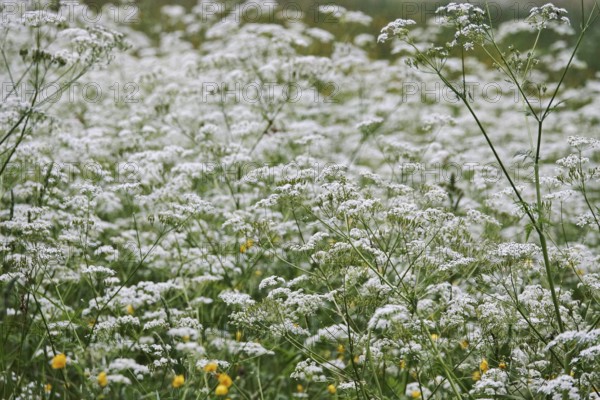 Meadow chervil (Anthriscus sylvestris), May, Germany
