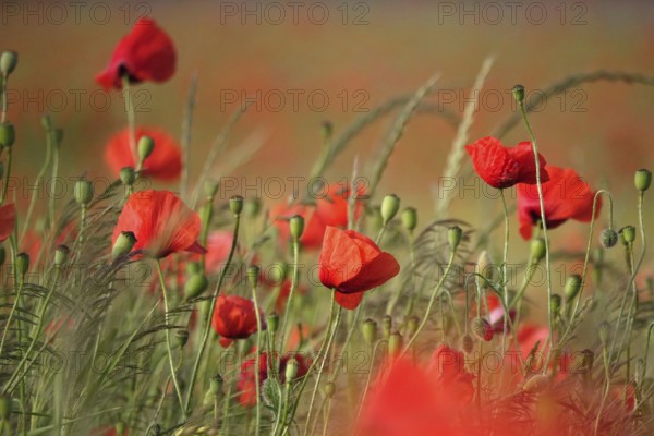 Beautiful picturesque poppy field, June, Germany