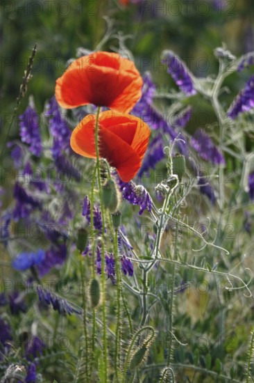 Beautiful picturesque poppy field, June, Germany