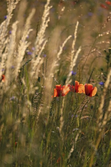 Picturesque beautiful poppies, June, Germany