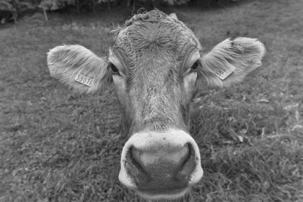 Allgäu cow in a meadow, portrait, Bad Hindelang, Allgäu, Bavaria, Germany