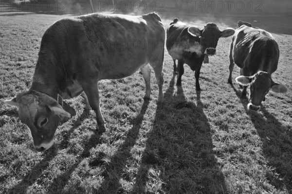 Algäu cows (Brown Swiss cattle in the morning backlight on the pasture, Weitnau, Oberallgäu, Bavaria, Germany
