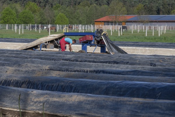 Asparagus harvest with film lifter, Franconia, Bavaria, Germany