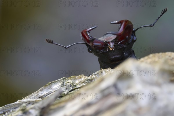 Fascinating stag beetle (Lucanus cervus), insect of the year 2012, June, Saxony, Germany