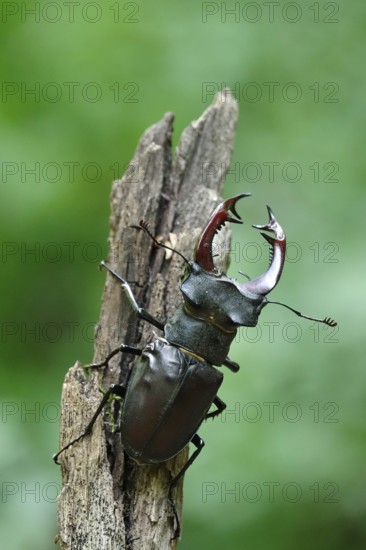 Fascinating stag beetle (Lucanus cervus), insect of the year 2012, June, Saxony, Germany
