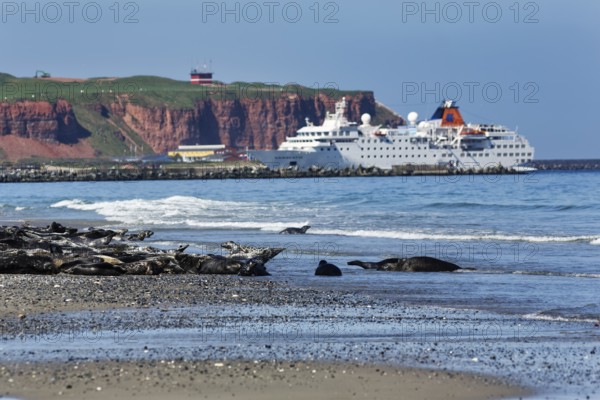 Grey seals (Halichoerus grypus) lying on the beach of the Heligoland dune, cruise ship in front of cliffs, mass tourism, Heligoland, North Sea, Schleswig-Holstein, Germany
