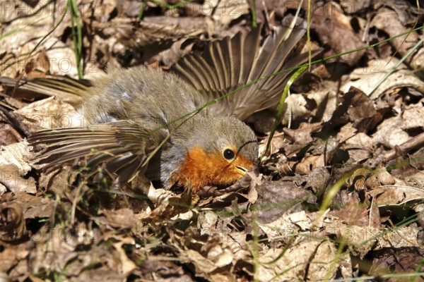 Young robin taking a sand bath, June, Germany
