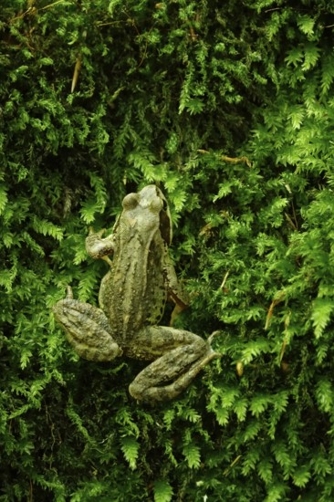 Grass frog (Rana temporaria), June, Saxony, Germany