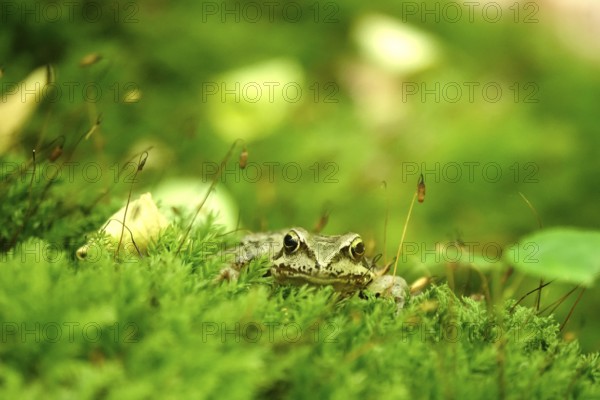 Grass frog (Rana temporaria), June, Saxony, Germany