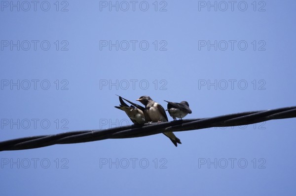 Three swallows in front of a blue sky, June, Germany