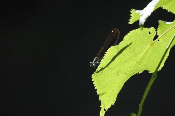 Dragonfly with shadow on a leaf, June, Germany