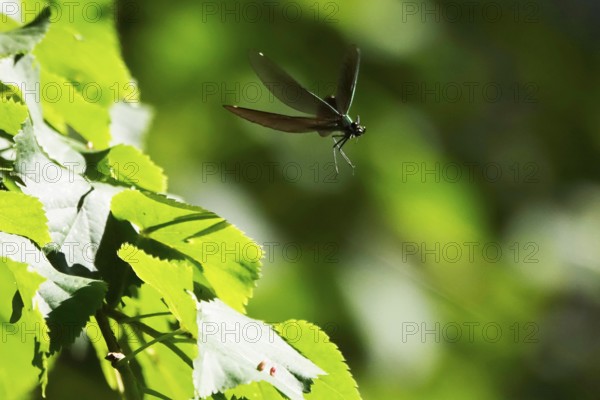 Flying Dragonfly, June, Germany
