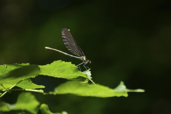 Dragonfly on a leaf, June, Germany
