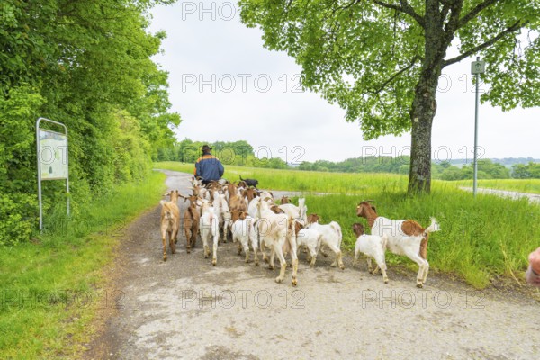 Herd of goats is led along a rural dirt track through lush nature, Gechingen forest pasture, compensation project for the Hermann Hesse railway to create ecological habitats for endangered species, Calw district, Germany