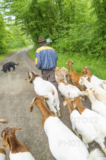 Herd of goats is accompanied by a shepherd and a dog on a forest path, Waldweide Gechingen, compensation project for the Hermann Hesse railway to create ecological habitats for endangered species, district of Calw, Germany