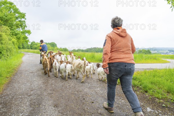 Man and woman accompany a herd of goats on a path in rural surroundings, Gechingen forest pasture, compensation project for the Hermann Hesse railway to create ecological habitats for endangered species, Calw district, Germany