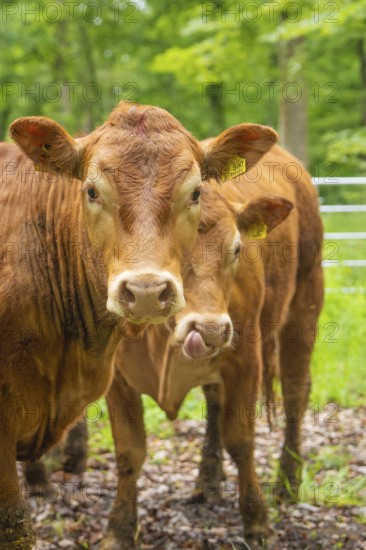 Two brown cows in a wooded area with a peaceful atmosphere, Gechingen forest pasture, compensation project for the Hermann Hesse railway to create ecological habitats for endangered species, Calw district, Germany