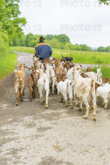 Shepherd leading herd of goats on a dirt track in the rural landscape, Gechingen forest pasture, compensation project for the Hermann Hesse railway to create ecological habitats for endangered species, Calw district, Germany