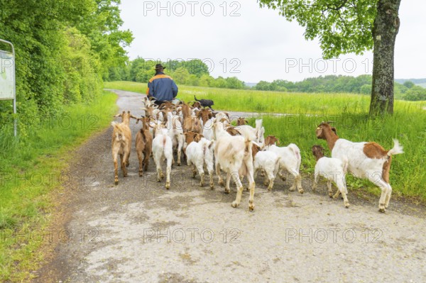 Shepherd leads goats along a quiet country lane through the landscape, Gechingen forest pasture, compensation project for the Hermann Hesse railway to create ecological habitats for endangered species, Calw district, Germany