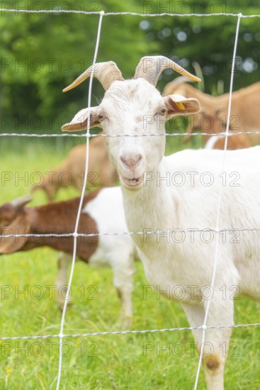 White goat portrait behind a fence on a green pasture, Waldweide Gechingen, compensation project for the Hermann Hesse railway to create ecological habitats for endangered species, district of Calw, Germany
