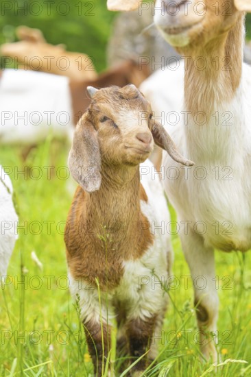 Young lamb stands curiously on a green spring meadow, Gechingen forest pasture, compensation project for the Hermann Hesse railway to create ecological habitats for endangered species, Calw district, Germany