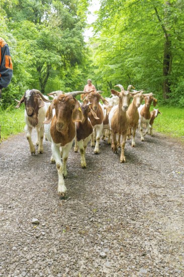 Herd of goats walking on a wooded path with lush greenery, forest pasture Gechingen, compensation project for the Hermann Hesse railway to create ecological habitats for endangered species, district of Calw, Germany