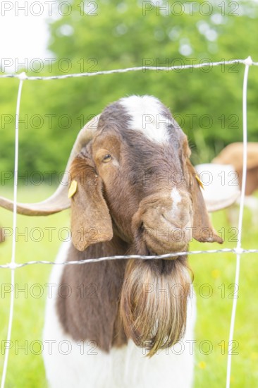 Brown and white goat looks friendly through a wire fence, Gechingen forest pasture, compensation project for the Hermann Hesse railway to create ecological habitats for endangered species, Calw district, Germany