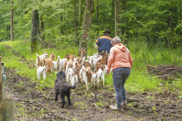 Two people and a dog follow a herd of goats along a forest path, Waldweide Gechingen, compensation project for the Hermann Hesse railway to create ecological habitats for endangered species, district of Calw, Germany
