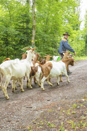 Man leading a group of goats along a forest path in daylight, forest pasture Gechingen, compensation project for the Hermann Hesse railway to create ecological habitats for endangered species, district of Calw, Germany