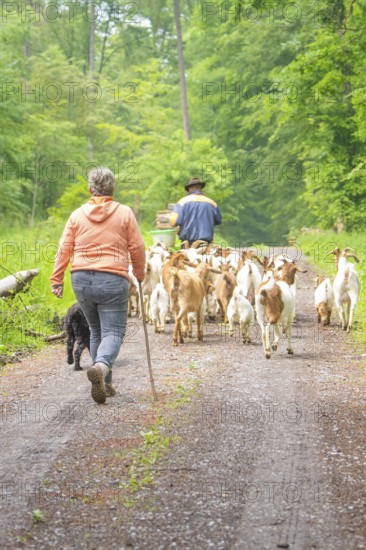 Two people lead a herd of goats through a wooded path, Waldweide Gechingen, compensation project for the Hermann Hesse railway to create ecological habitats for endangered species, district of Calw, Germany