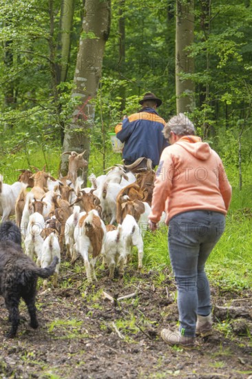 Two people and a dog drive a group of goats through the forest, Waldweide Gechingen, compensation project for the Hermann Hesse railway to create ecological habitats for endangered species, district of Calw, Germany