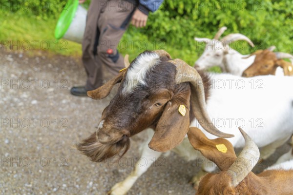 Close-up of a goat with horns next to a person on a path, Gechingen forest pasture, compensation project for the Hermann Hesse railway to create ecological habitats for endangered species, Calw district, Germany