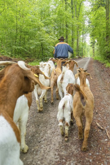 Group of goats following a man through a green forest path, forest pasture Gechingen, compensation project for the Hermann Hesse railway to create ecological habitats for endangered species, district of Calw, Germany